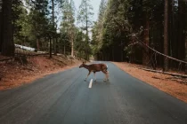 Un conductor «principiante» ganó una demanda contra la aseguradora por un accidente vial en Bariloche